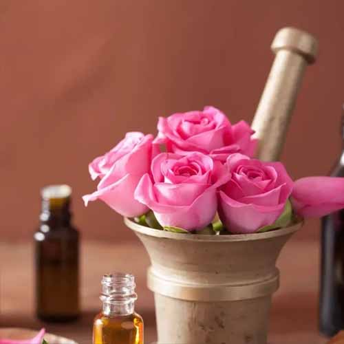 Pink roses in a mortar and hammer with essential oil bottles in background